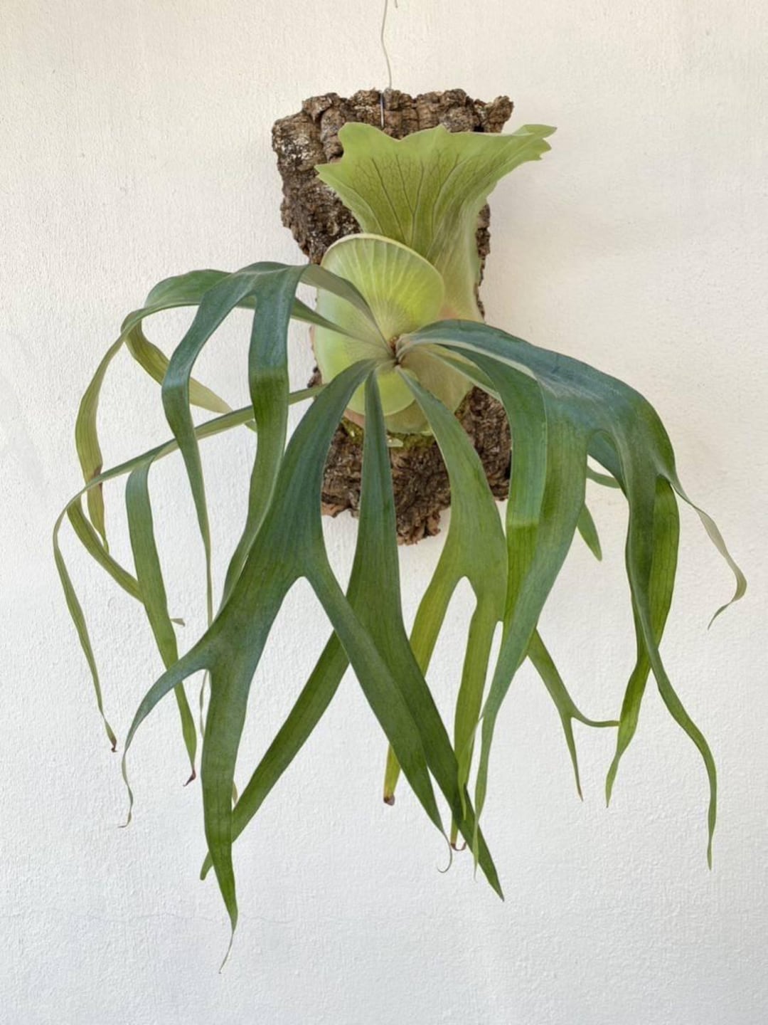 Platycerium Paradox Staghorn Fern Starter Plant (ALL STARTER
