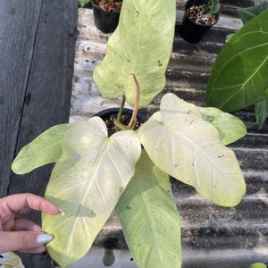 Philodendron Pastazanum White - Etsy