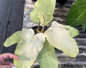Philodendron whippple way starter plant GH1 (ALL STARTER PLANTS require you to purchase 2 plants!)