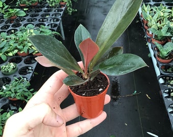 Philodendron Linnaei Kunth 2 Pot (ALL PLANTS Require You to Purchase 2  Plants!) - Etsy