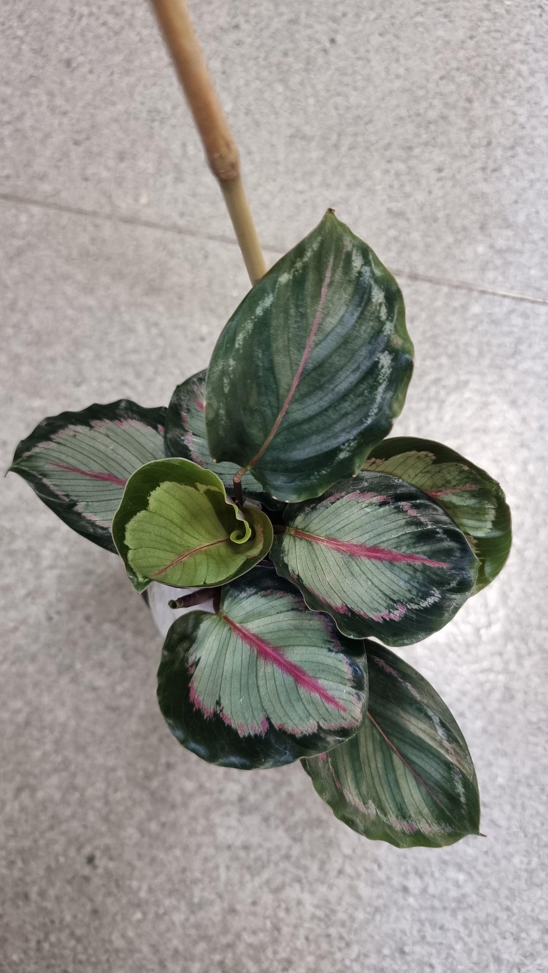 Calathea Northern Lights Starter Plant ALL STARTER PLANTS Require You