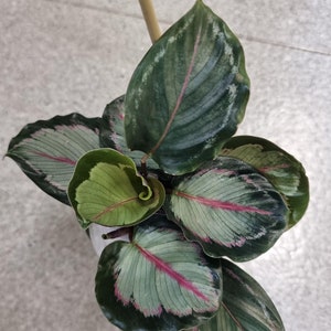 May include: A close-up of a houseplant with green and pink leaves. The leaves have a prominent vein pattern and are arranged in a spiral pattern.