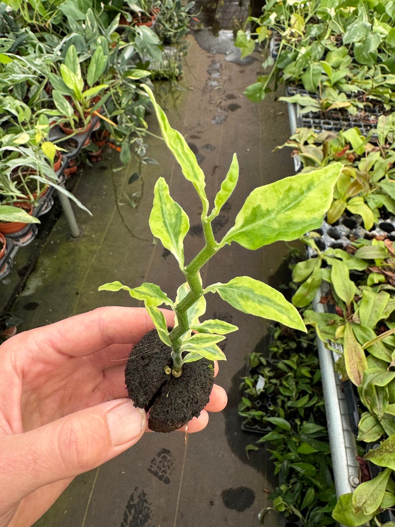 Devils backbone Starter Plant