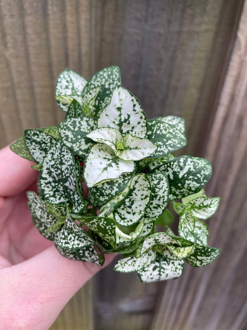 TheGreenEscape Hypoestes Polka Dot Plant