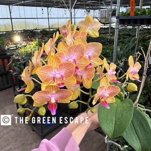 Phalaenopsis orchid Starter Plant (ALL STARTER PLANTS require you to purchase 2 plants!)