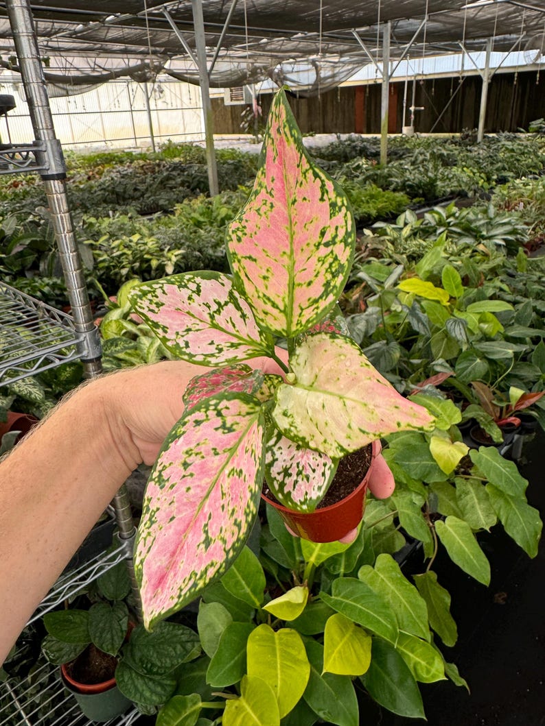 TheGreenEscape Aglaonema Wishes - Thumbnail 2