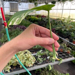 Rooted monstera albo cutting ALL PLANTS require you to purchase 2 plants image 5
