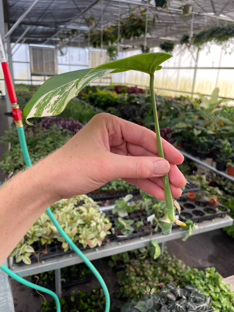 Rooted monstera albo cutting ALL PLANTS require you to purchase 2 plants image 5