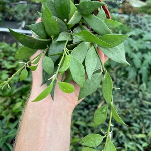 Hoya lacunosa mint 4” pot (ALL PLANTS require you to purchase 2 plants!)