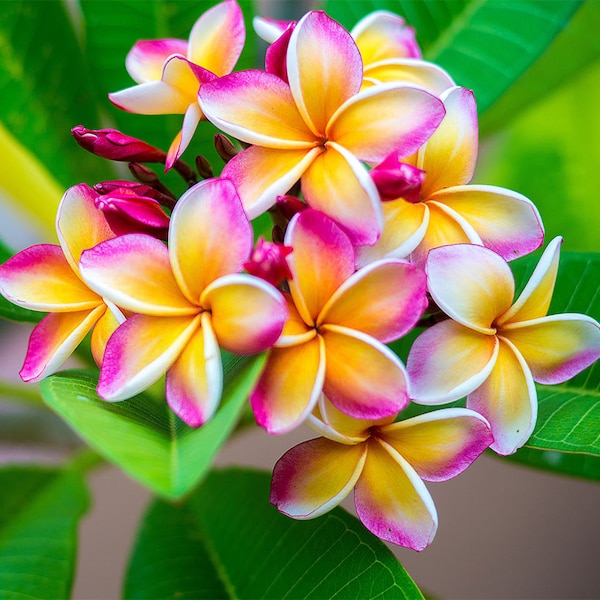 Plumeria nueva rainbow Cutting (ALL Starter plants/cuttings require you to purchase 2 plants/cuttings!)