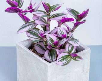 Tradescantia nanouk ( wandering jew) Starter Plant (ALL STARTER PLANTS require you to purchase 2 plants!)