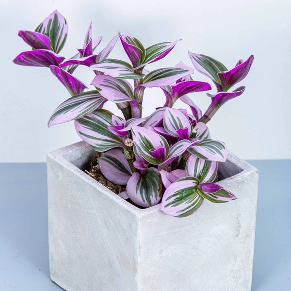 Tradescantia nanouk ( wandering jew) Starter Plant (ALL STARTER PLANTS require you to purchase 2 plants!)