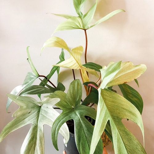 Philodendron Florida ghost mint Starter Plant (ALL STARTER PLANTS require you to purchase 2 plants!)