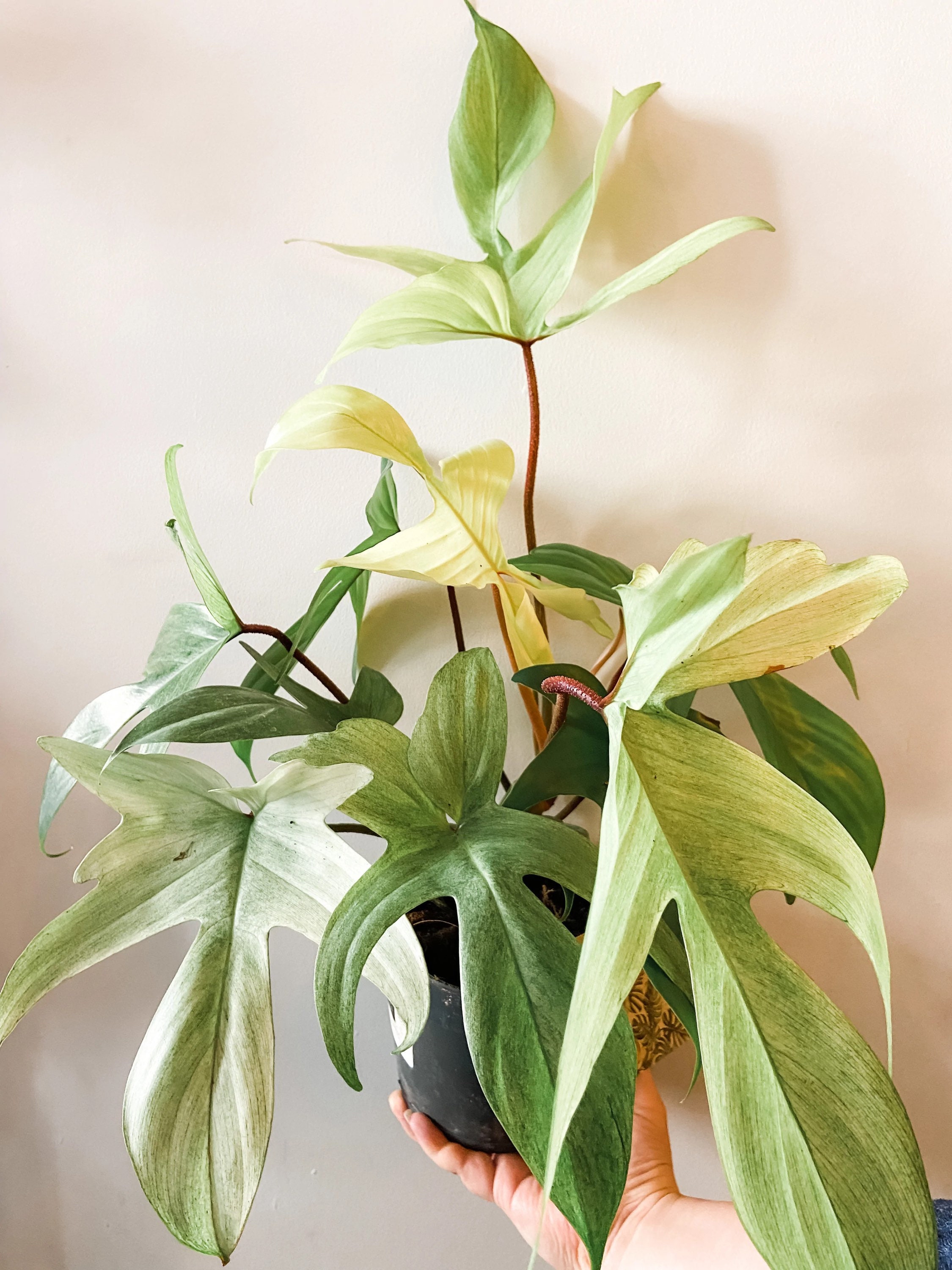 Philodendron Florida Ghost Mint Starter Plant (ALL STARTER