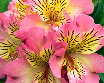 alstroemeria inticancha sunshine Starter Plant (ALL STARTER PLANTS require you to purchase 2 plants!)