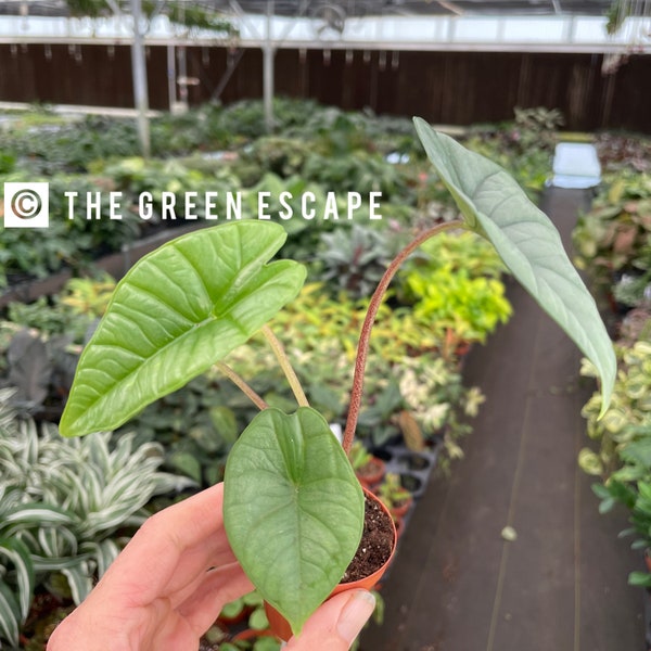 Alocasia Bisma « platine » 2 pouces pot (TOUTES LES PLANTES nécessitent l'achat de 2 plantes !)
