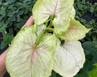 Syngonium kiwi delight 4” pot (ALL PLANTS require you to purchase 2 plants!)