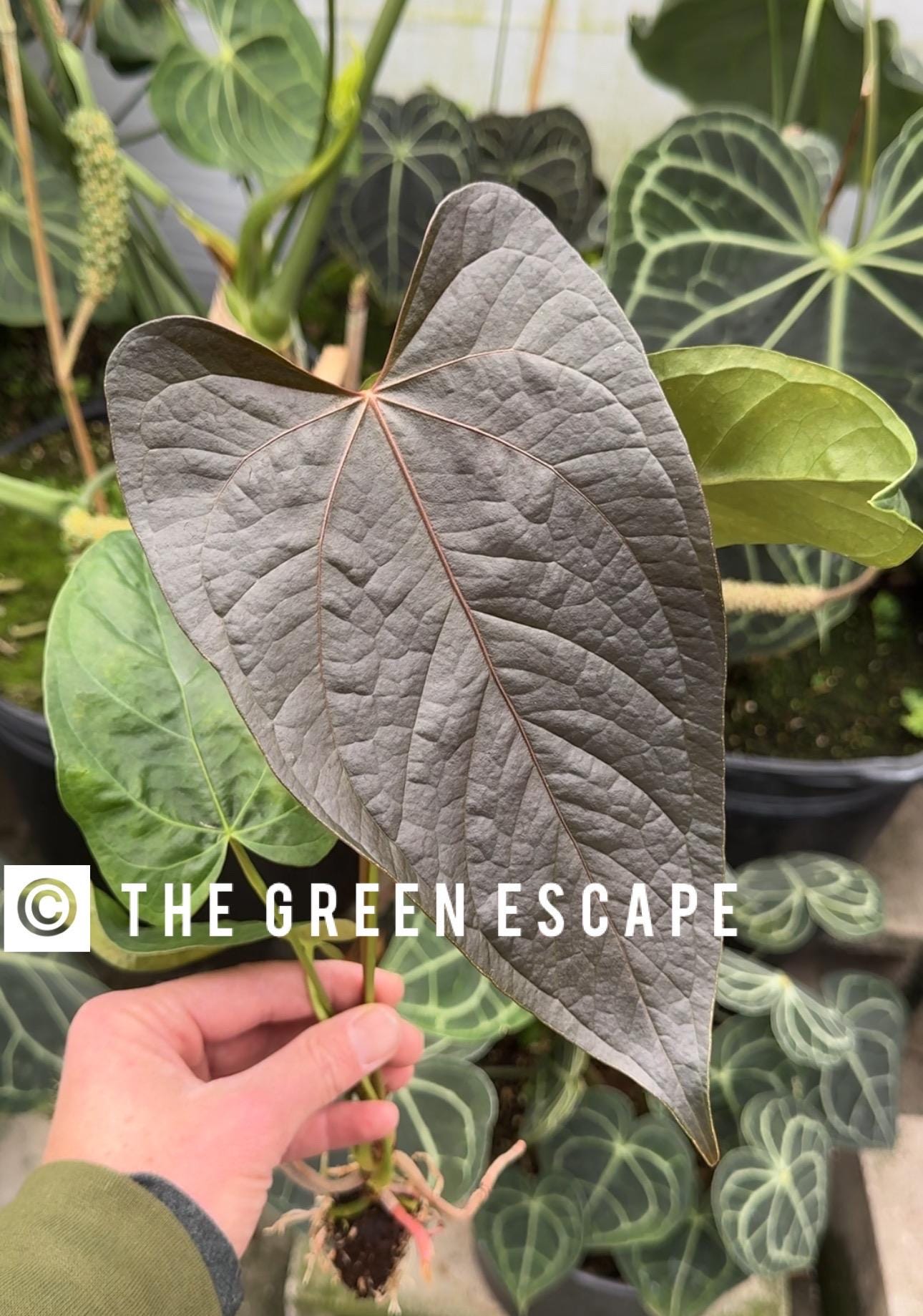 Anthurium Queen of Hearts 3” Pot (ALL PLANTS Require You to