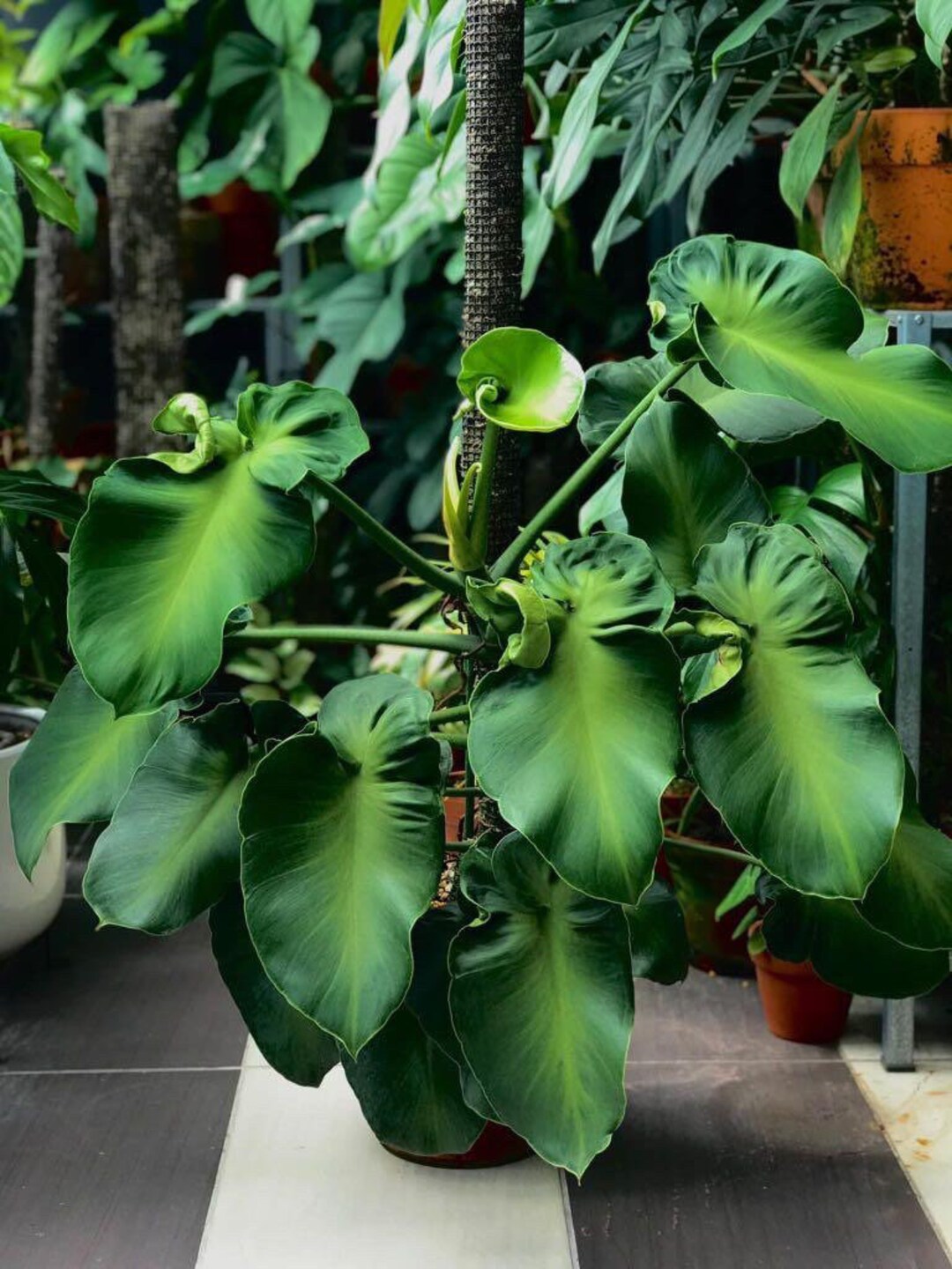 Philodendron Rugosum Aberrant Form Starter Plant ALL STARTER - Etsy