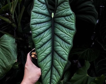 Alocasia Platinum “bisma” Starter Plant (ALL STARTER PLANTS require you to purchase 2 plants!)