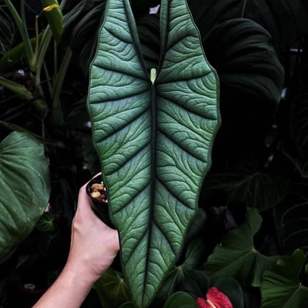 Alocasia Platinum “bisma” Starter Plant (ALL STARTER PLANTS require you to purchase 2 plants!)