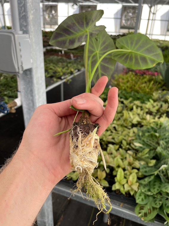 20+ Tropical Plants In Texas