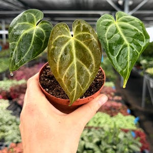 May include: A small potted plant with three heart-shaped leaves. The leaves are a mix of green and brown with prominent veining. The plant is held in a small brown pot, with a background of other plants.