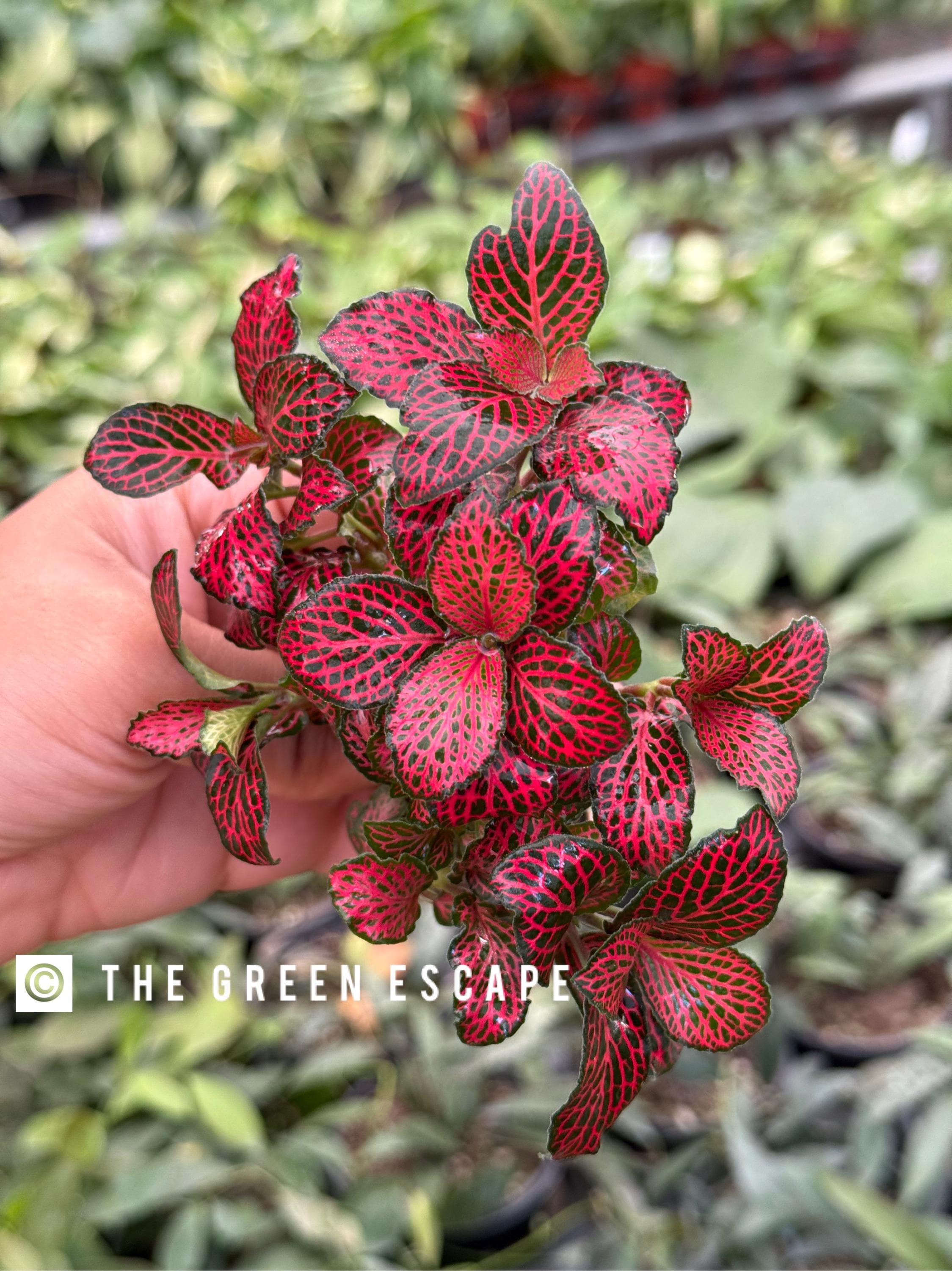 Fittonia ‘firetail’ Starter Plant (ALL STARTER PLANTS require you to purchase 2 plants!)