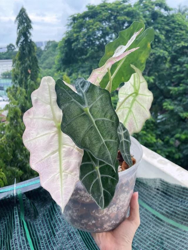 Variegated Alocasia Pink Polly - Etsy