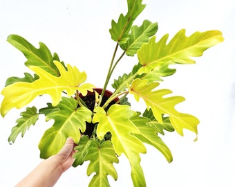philodendron golden Xanadu Starter Plant (ALL STARTER PLANTS require you to purchase 2 plants!)
