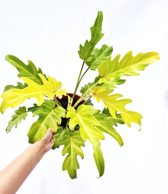 Uncommon : Epipremnum Pinnatum Yellow Flame, Furniture & Home Living,  Gardening, Plants & Seeds on Carousell