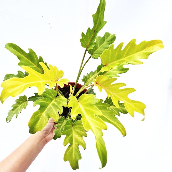 philodendron golden Xanadu Starter Plant (ALL STARTER PLANTS require you to purchase 2 plants!)