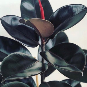 Ficus black prince Starter Plant (ALL STARTER PLANTS require you to purchase 2 plants!)