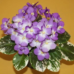 Plumberry glow African violet starter plant (ALL Starter PLANTS require you to purchase 2 plants!)