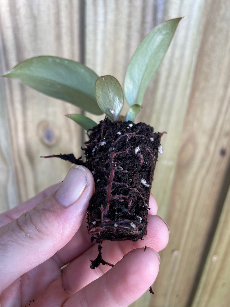 TheGreenEscape Philodendron Plant