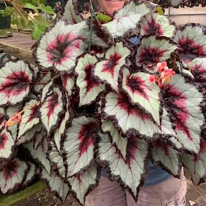 Harmonys bullseye begonia Starter Plant (ALL STARTER PLANTS require you to purchase 2 plants!)