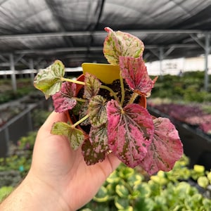 May include: A small potted plant with vibrant pink, green, and white variegated leaves. The plant is held in a brown pot, with a yellow tag. The leaves have a unique spotted pattern. The background shows other plants.