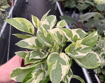 Pearls and jade pothos 3” pot (ALL PLANTS require you to purchase 2 plants!)