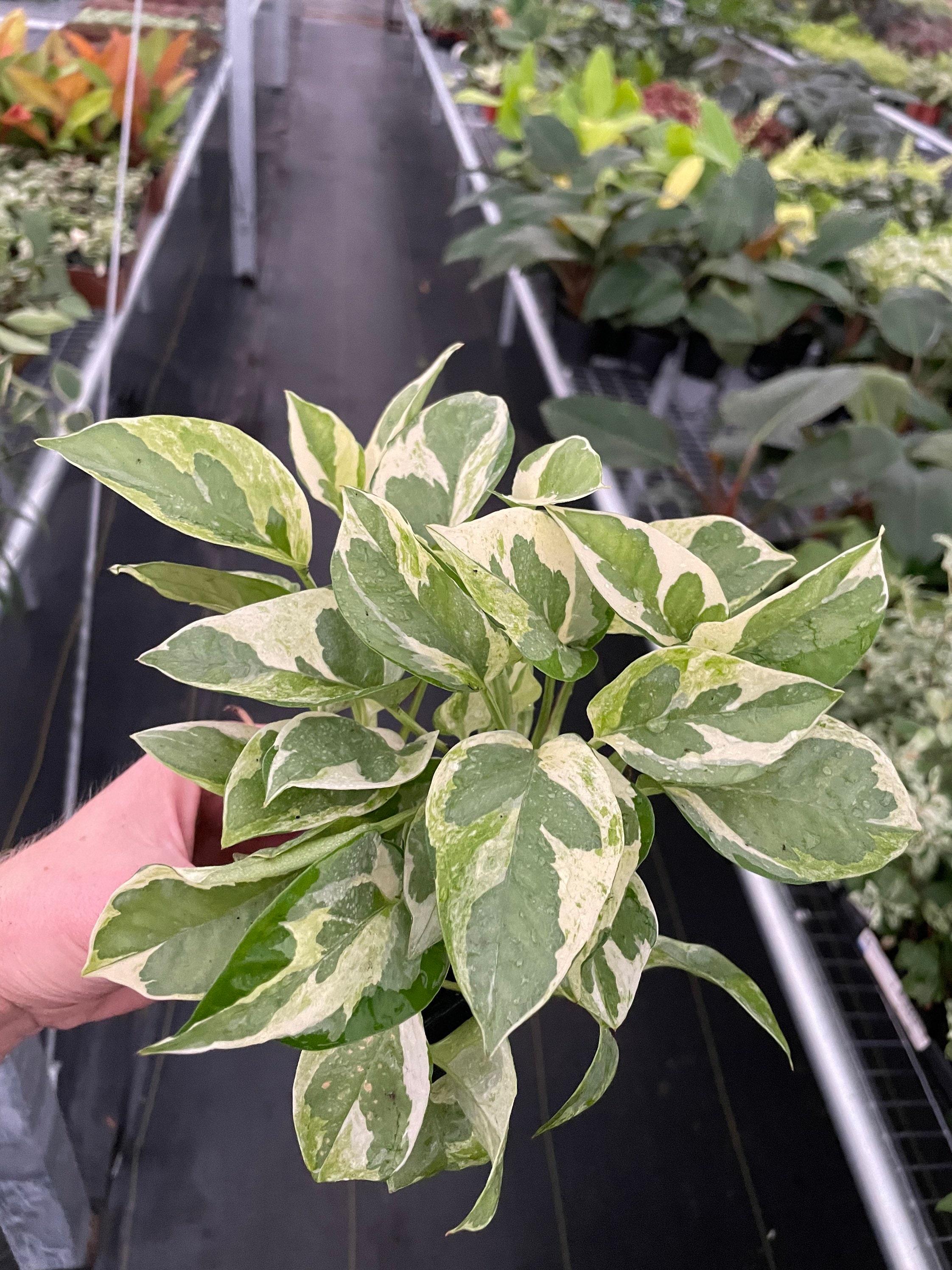 Pearls and Jade Pothos 3 Pot (ALL PLANTS Require You to Purchase 2 Plants!)  - Etsy