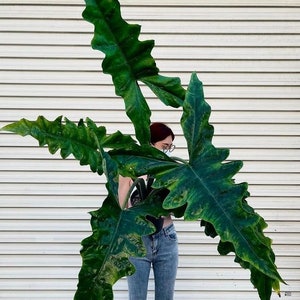 Alocasia Sabrina Starter Plant (ALL STARTER PLANTS require you to purchase 2 plants!)