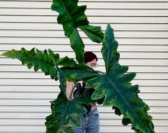 Alocasia Sabrina Starter Plant (ALL STARTER PLANTS require you to purchase 2 plants!)