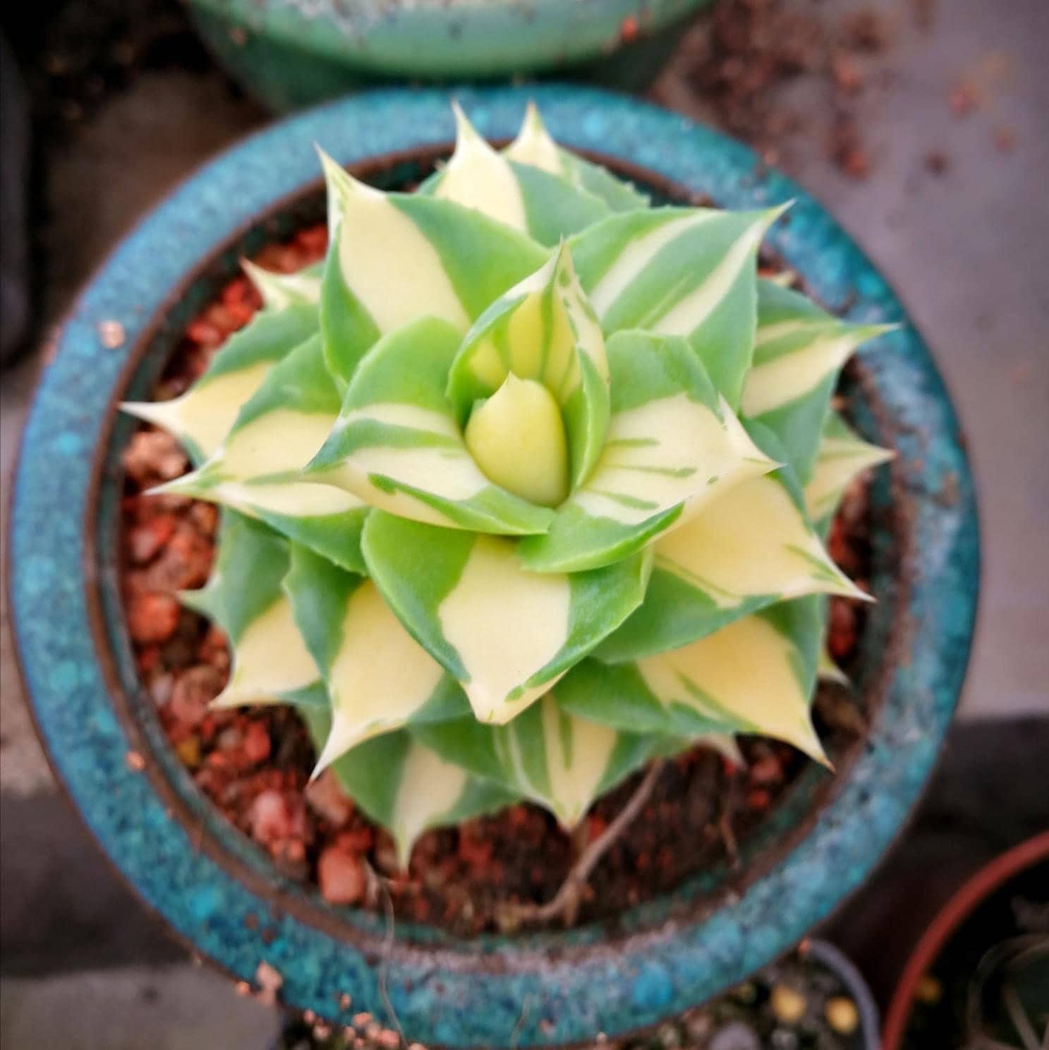 agave isthmensis princess crown 子株 アガベ プリンセス agave isthmensis princess crown 子株 アガベ プリンセス