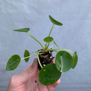 Pilea Peperomioides Chinese Money Plant / Ufo plant Starter Plant ALL STARTER PLANTS require you to purchase 2 plants image 2
