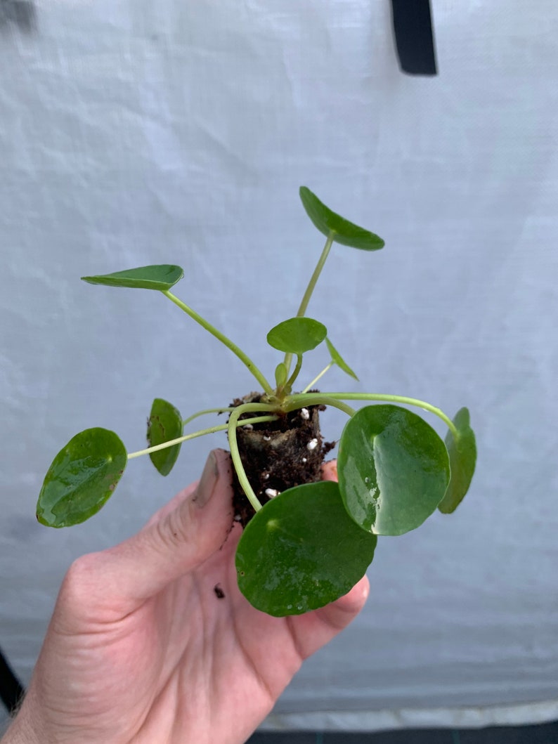 Pilea Peperomioides Chinese Money Plant / Ufo plant Starter Plant ALL STARTER PLANTS require you to purchase 2 plants image 2