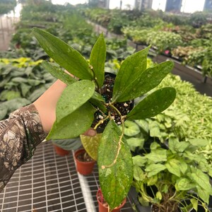 May include: A potted Hoya plant with long, green leaves. The plant is in a small black pot, held in front of a greenhouse background filled with other plants. The leaves have a textured appearance and are slightly wet.