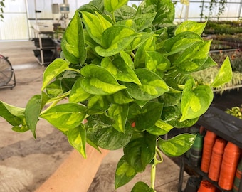 Global green pothos 6” pot (ALL PLANTS require you to purchase 2 plants!)