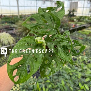 spider monkey plant Mandarin Spider Plant for Sale main image 1
