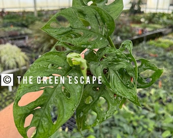 Monstera adansonii wide form 4” pot (ALL PLANTS require you to purchase 2 plants!)