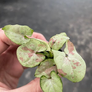 K&ouml;nnte beinhalten: Eine kleine gr&uuml;ne und rosa Zimmerpflanze mit herzf&ouml;rmigen Bl&auml;ttern. Die Bl&auml;tter haben eine hellgr&uuml;ne Basis mit rosa Flecken.