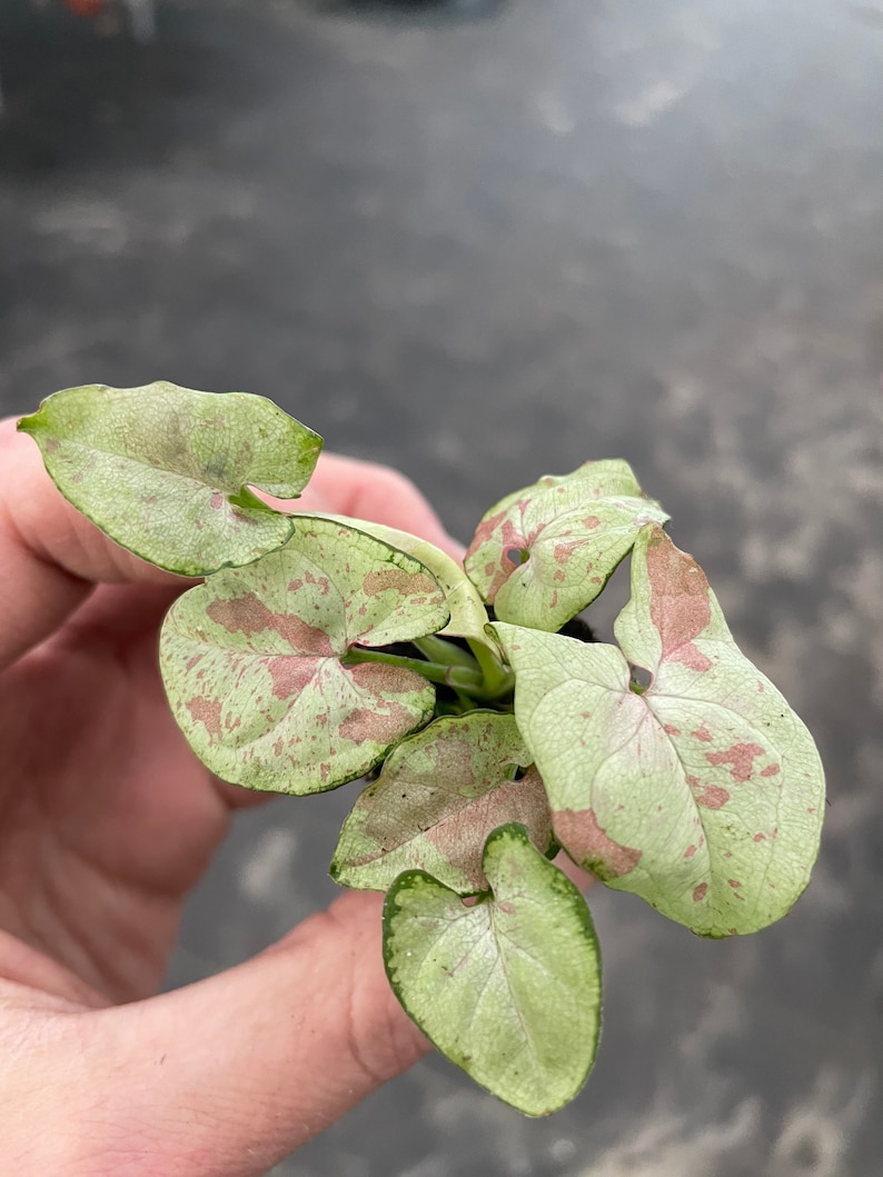 K&ouml;nnte beinhalten: Eine kleine gr&uuml;ne und rosa Zimmerpflanze mit herzf&ouml;rmigen Bl&auml;ttern. Die Bl&auml;tter haben eine hellgr&uuml;ne Basis mit rosa Flecken.
